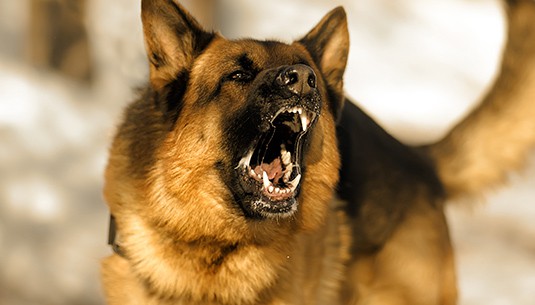 Dog Bites